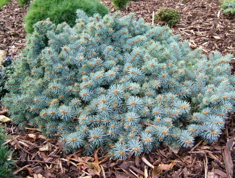 Ель колючая St. Mary’s Broom (Сант Мериз Брум)