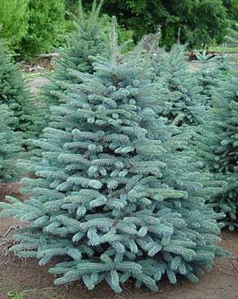 Ель колючая форма голубая Majestic Blue (Маджестик Блю)