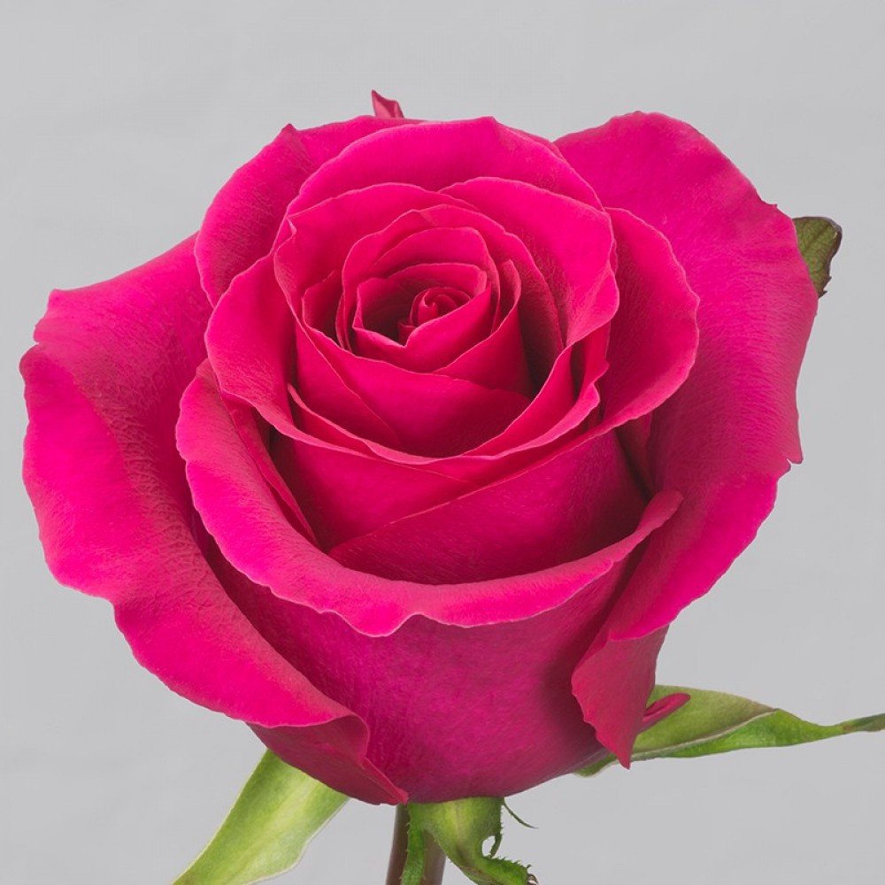 Rosa Gr Gotcha (Роза Гр Готча) В80 Terra Pacific