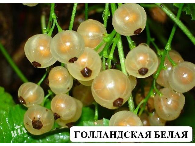 Смородина белая Голландская белая