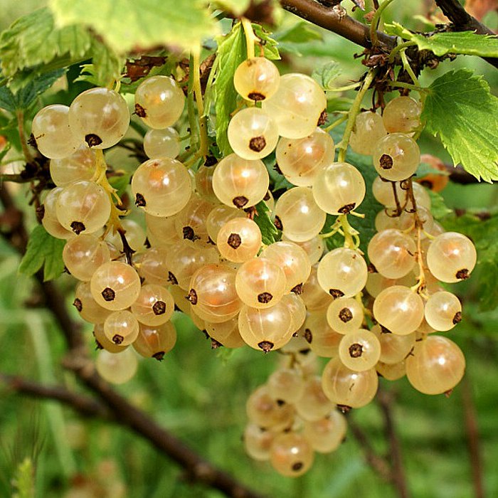 Смородина белая White pearl (Вайт Перл)