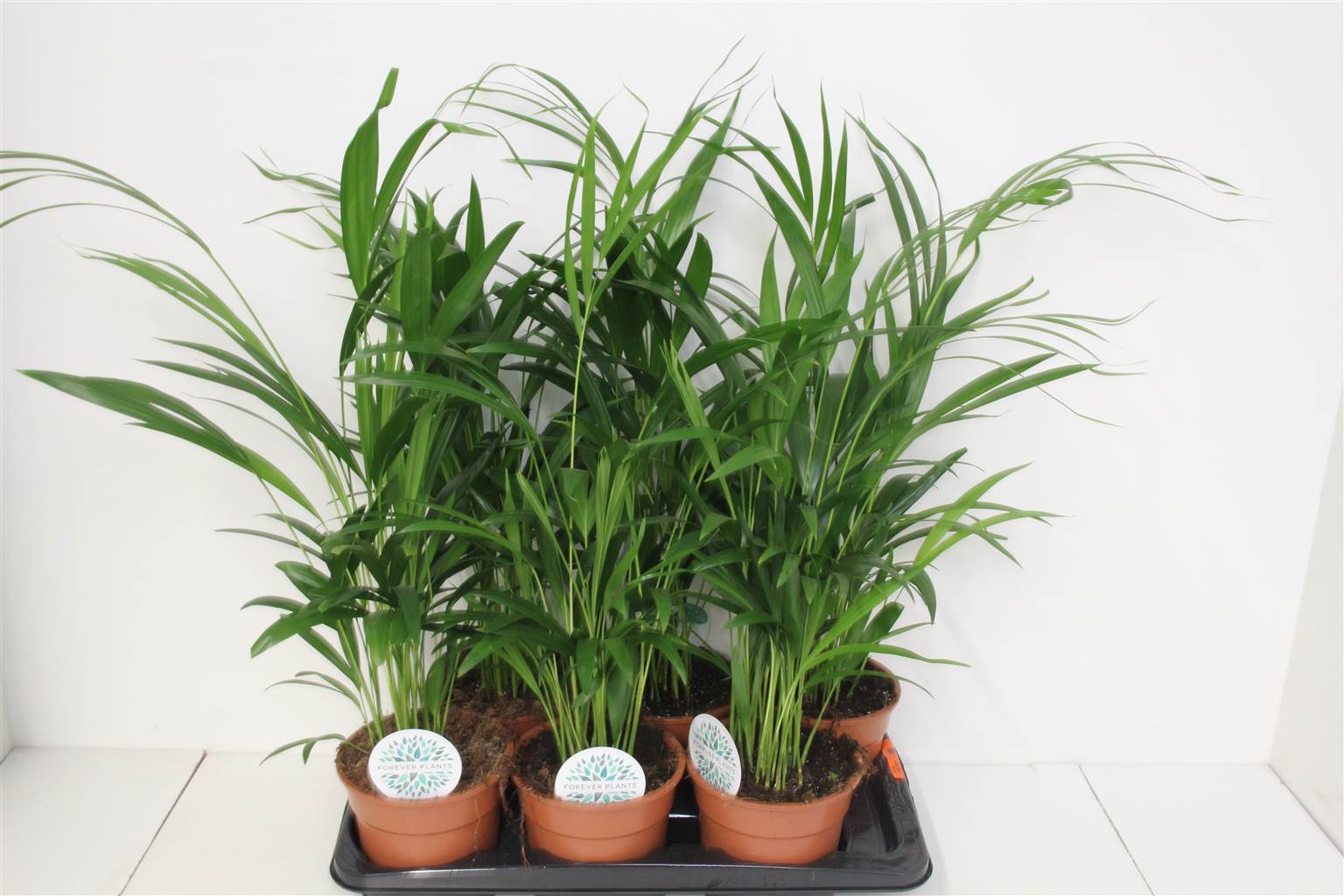 Dypsis Lutescens Желтоватый ( Dypsis Lutescens ) W 17 см H 70 см