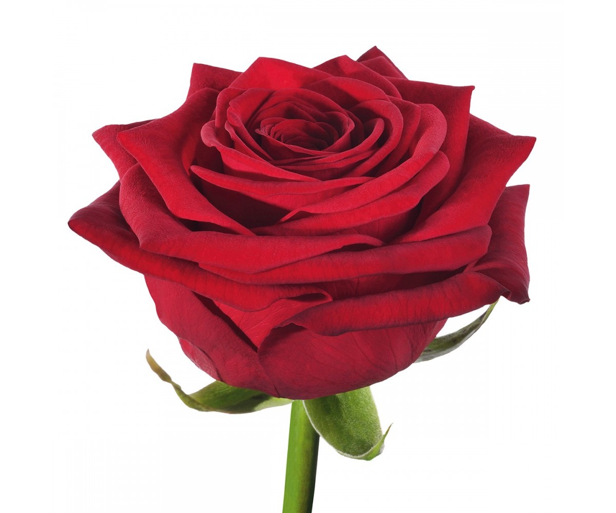 Rosa Gr Red Naomi ( Ред Наоми ) В60 Чеховский Сад