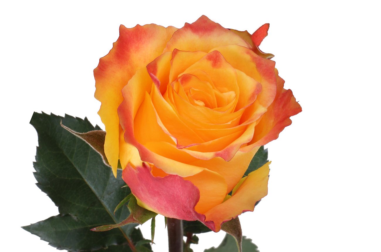 Rosa Gr Sans Souci ( Санисай ) В60 Чеховский Сад