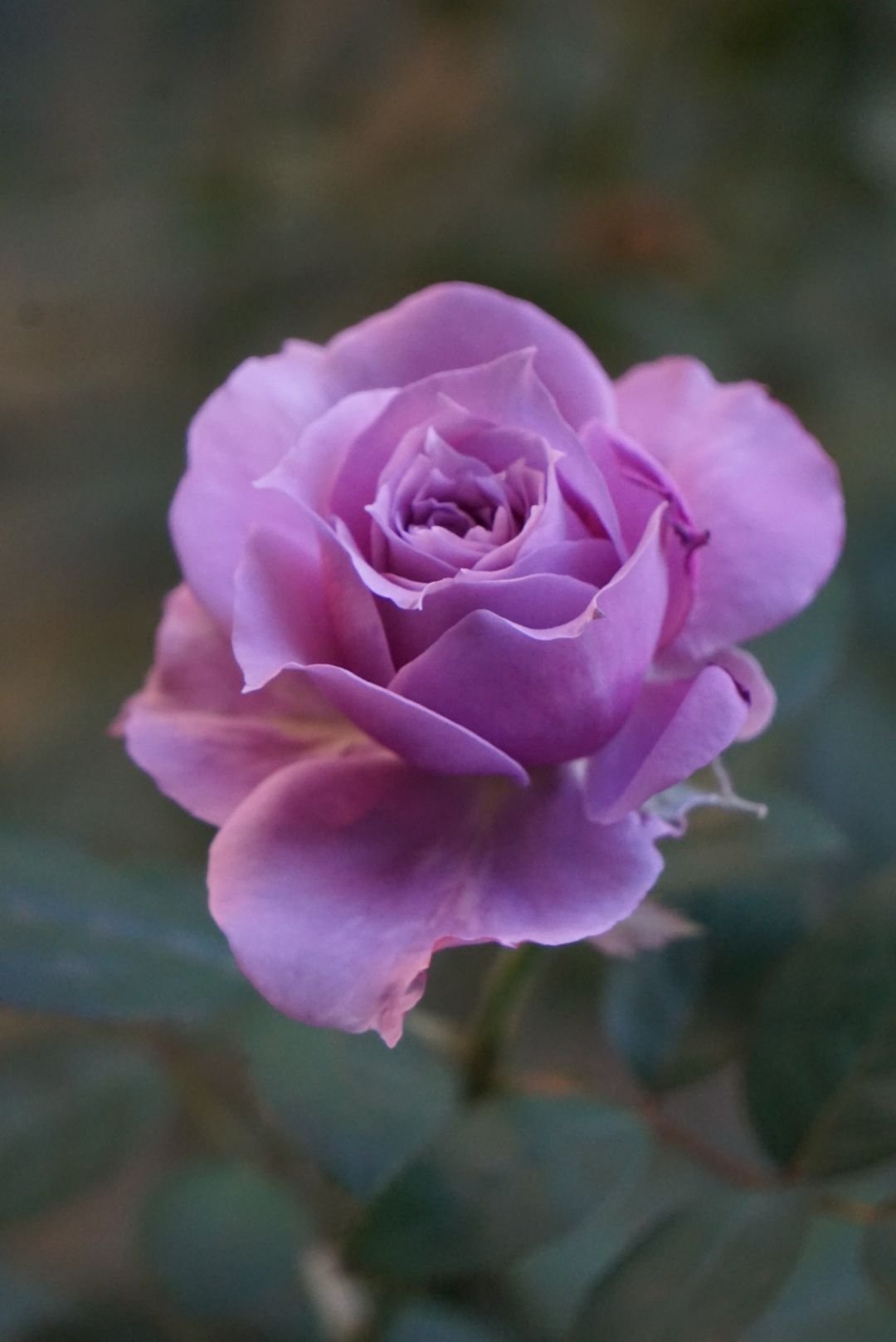 Rosa Gr Lilac Fog ( Сиреневый Туман ) В40 Чеховский Сад