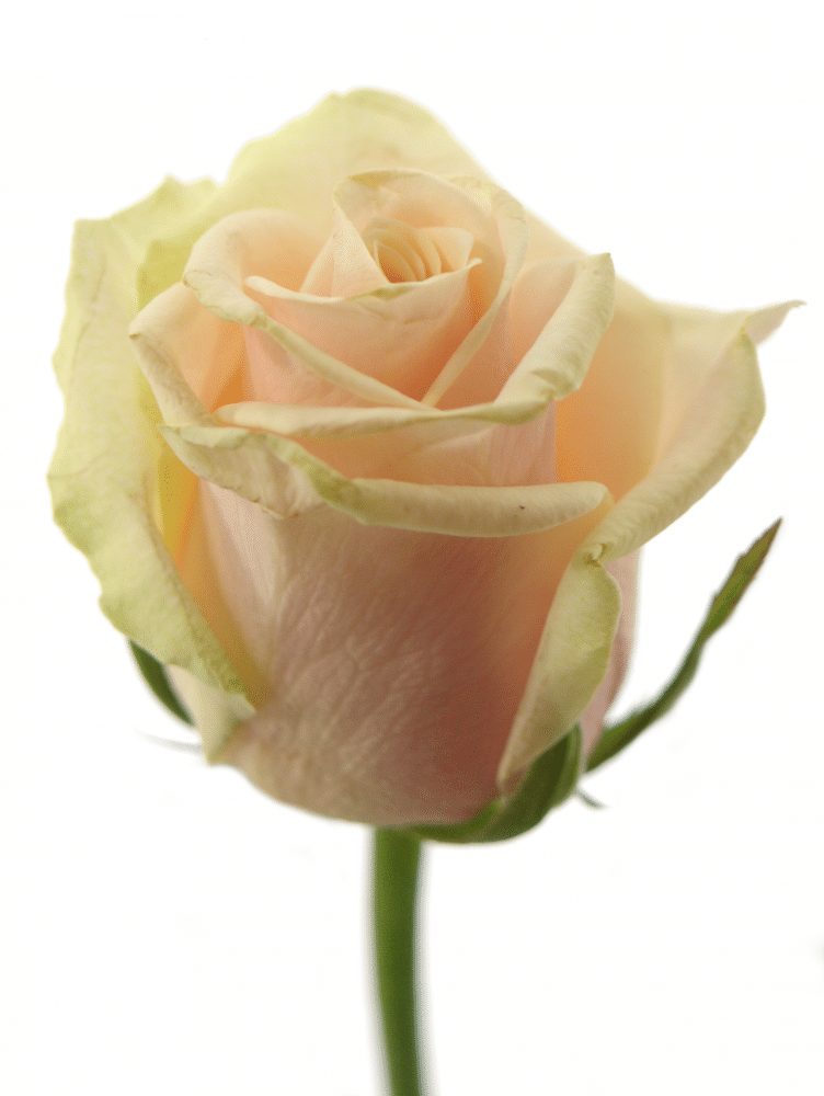 Rosa Gr Talea ( Талея ) В50 Чеховский Сад