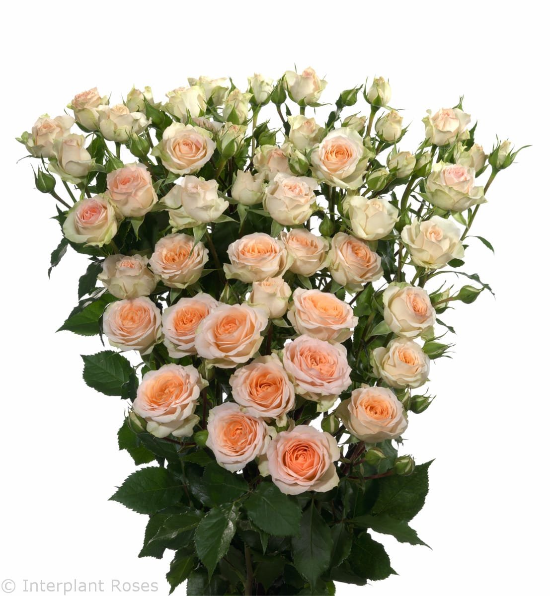 Rosa Tr. Tanja ( Спрей Таня ) В60 Чеховский Сад