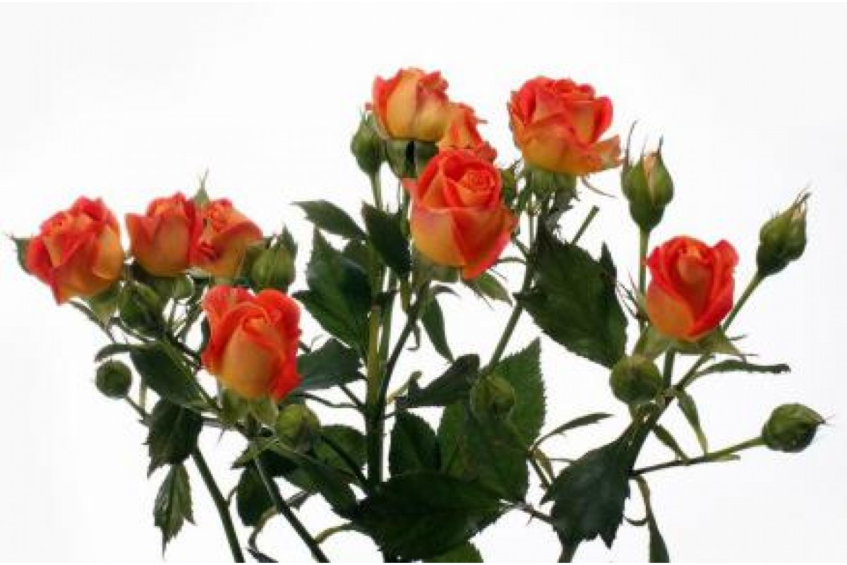 Rosa Tr. Fiesta Bubbles ( Спрей Фрутти Баблз ) В80 Чеховский Сад