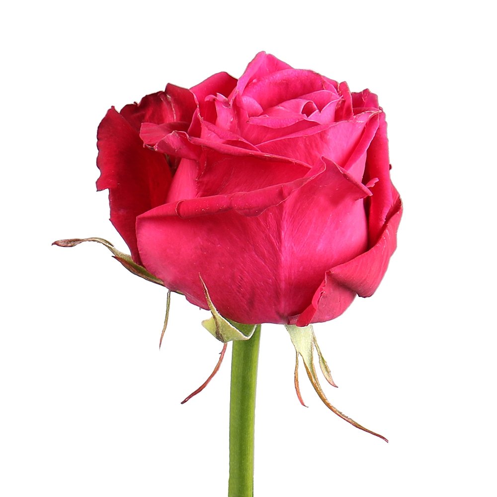 Rosa Gr Shangri La ( Шангрила ) В60 Чеховский Сад