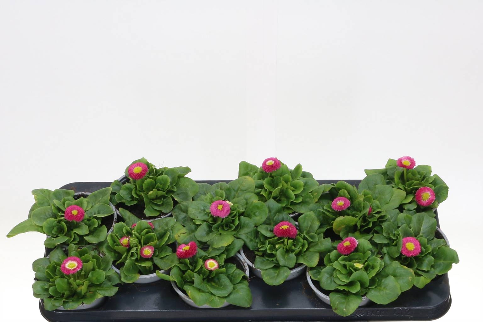 Войны П Цвет Па Роза ( Bellis P Colour Rus Rose ) W 10 см H 15 см