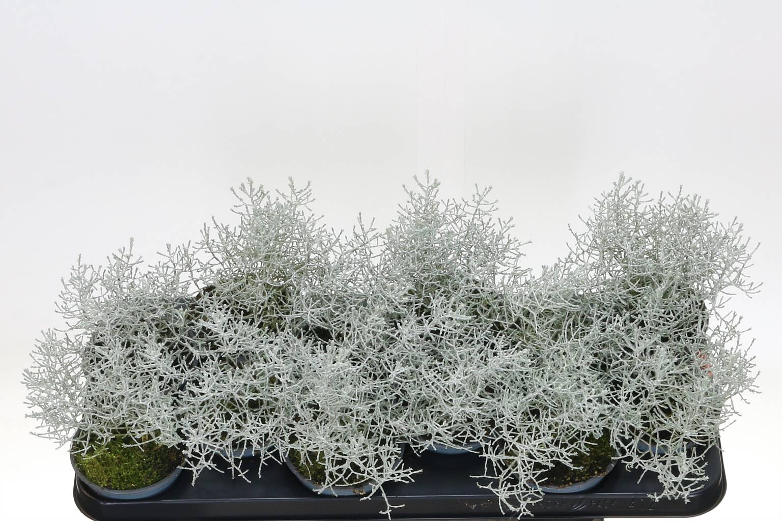 Leucophyta Brownii ( Leucophyta Brownii ) W 10,5 см H 18 см