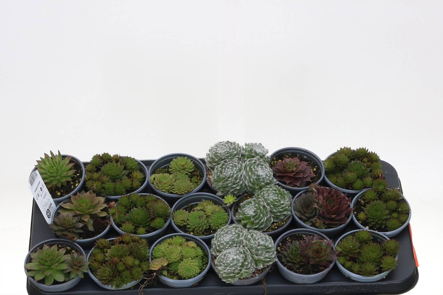 Семпервивум Смешанный ( Sempervivum Mixed ) W 10 см H 10 см