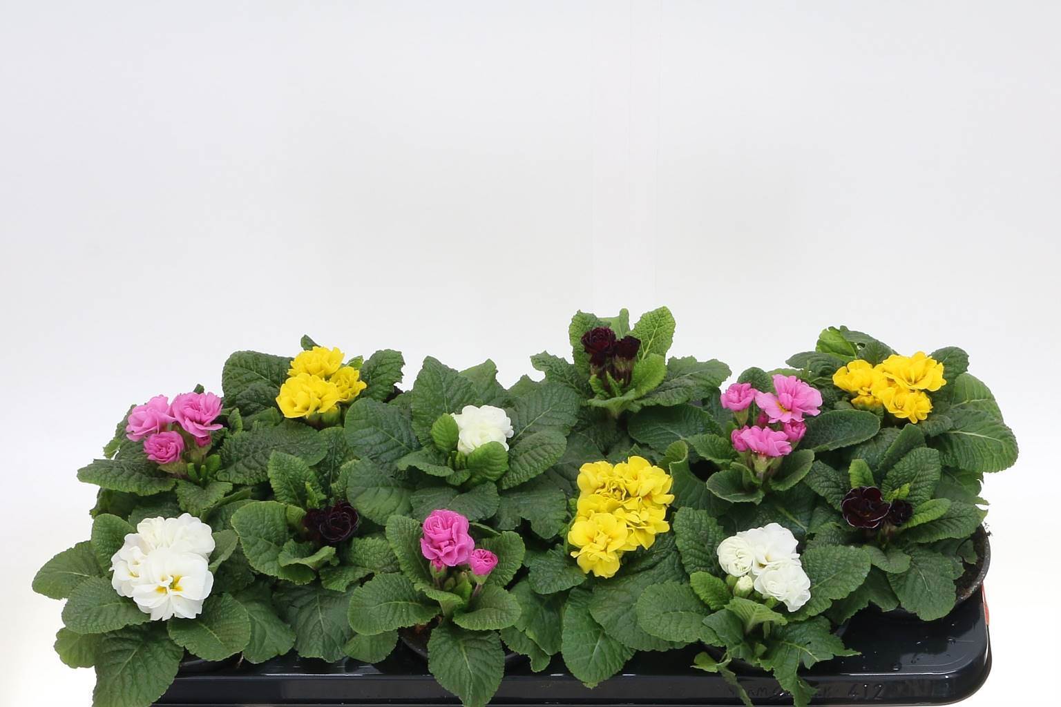 Смесь Примулы И Укропа ( Primula Ac D Rub Mixed ) W 10,5 см H 15 см