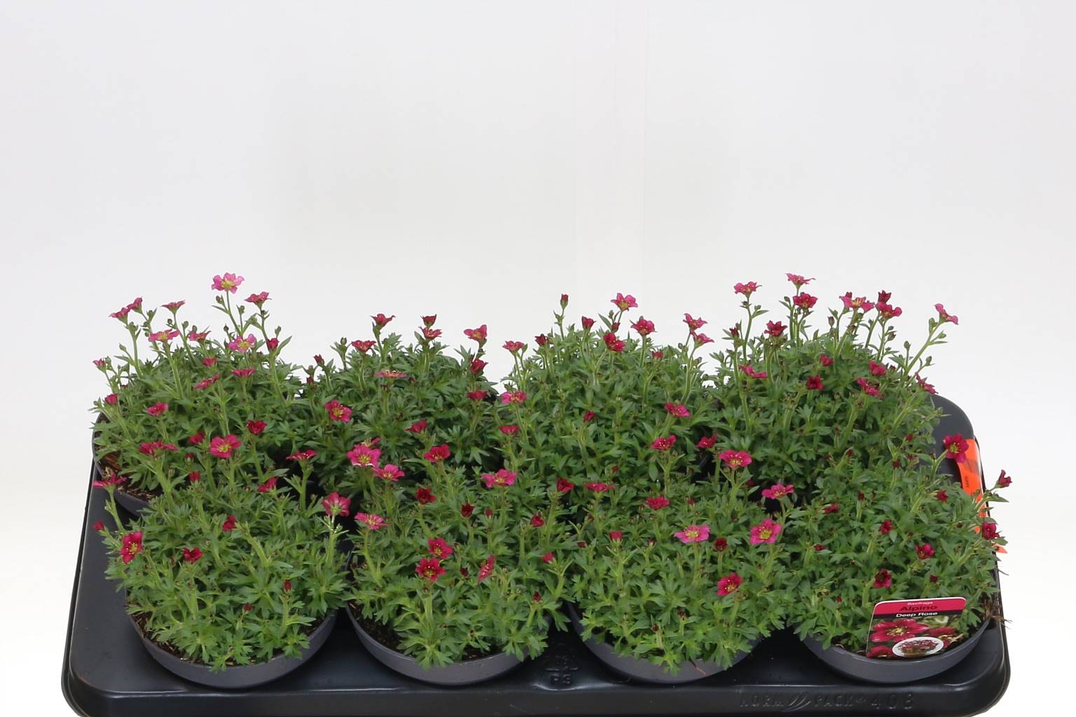 Камнеломка Альпийская Роза ( Saxifraga Ar Alp Rose ) W 13 см H 18 см
