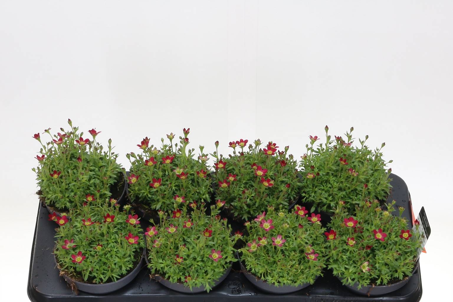 Камнеломка Не Голодна. Стеклопластиковый Пит ( Saxifraga Aren. Grp Pete ) W 13 см H 17 см