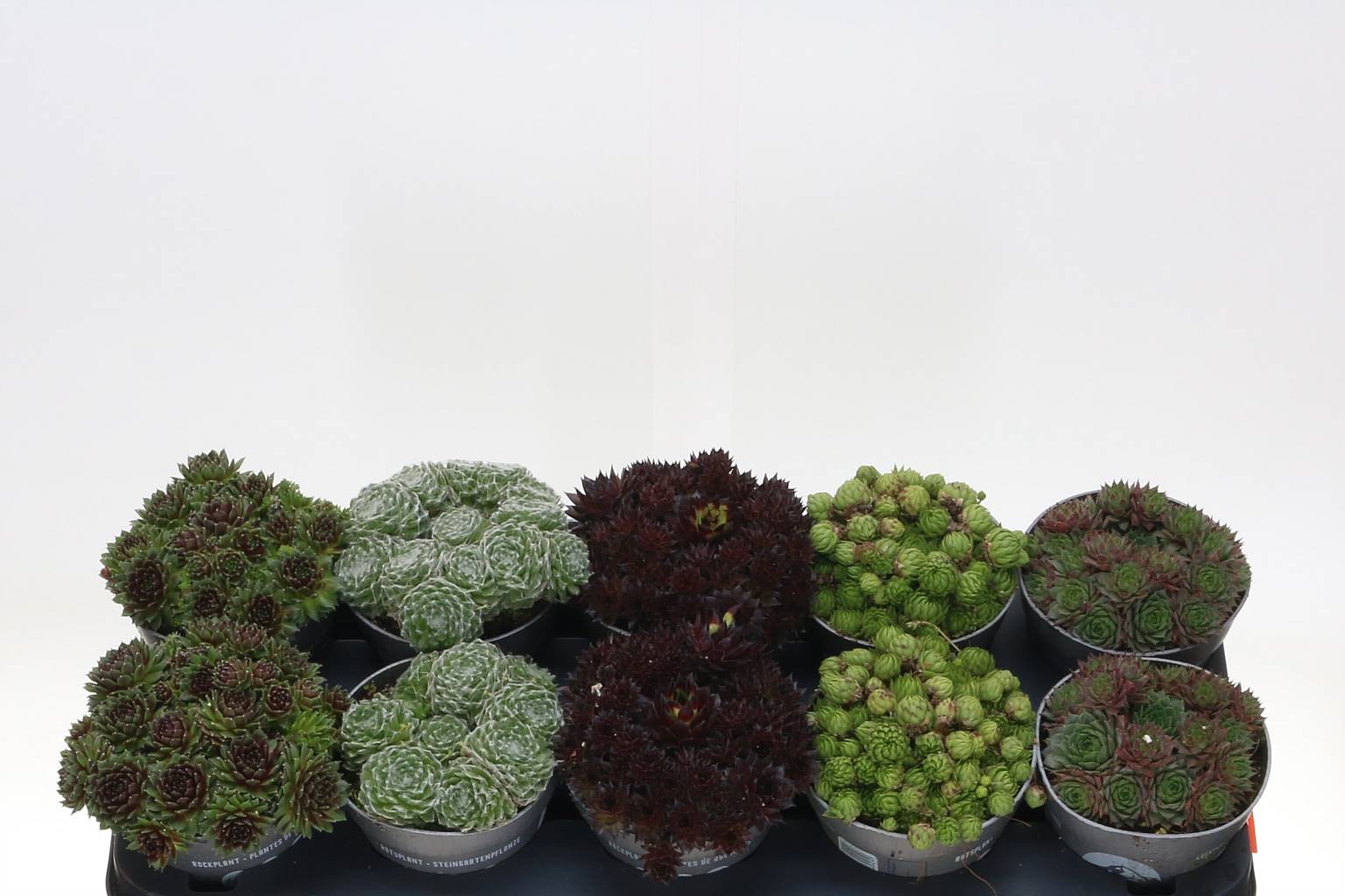 Семпервивум Смешанный ( Sempervivum Mixed ) W 12 см H 15 см