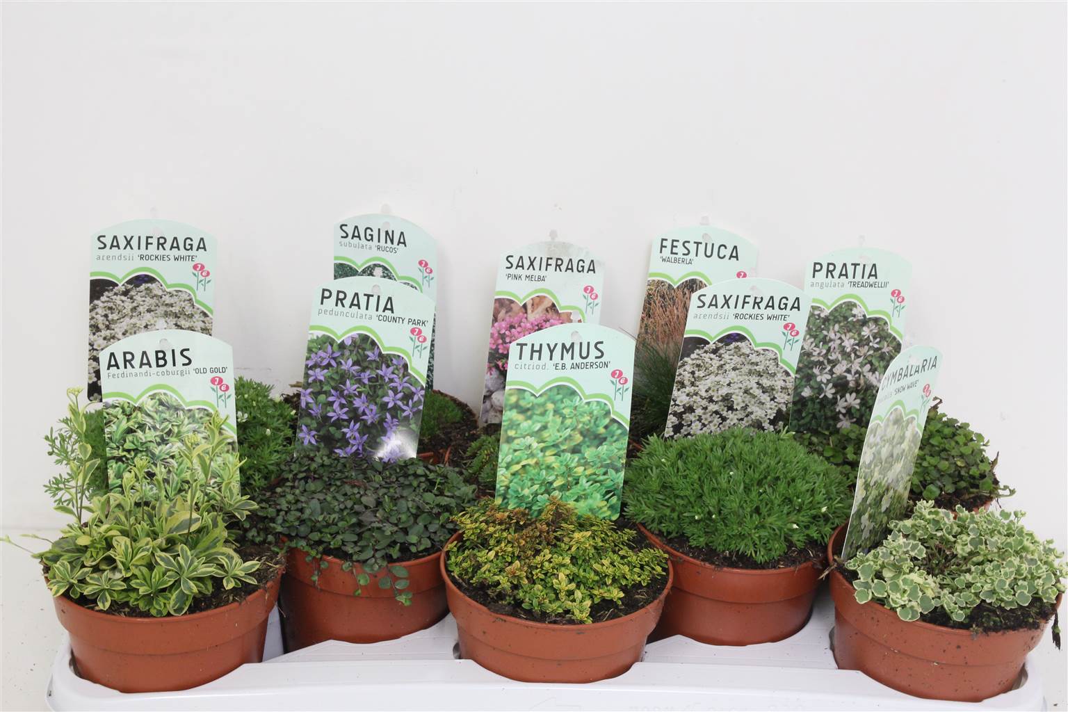 Ов Обширные Растения ( Ov Vaste Plants ) W 13 см H 3 см