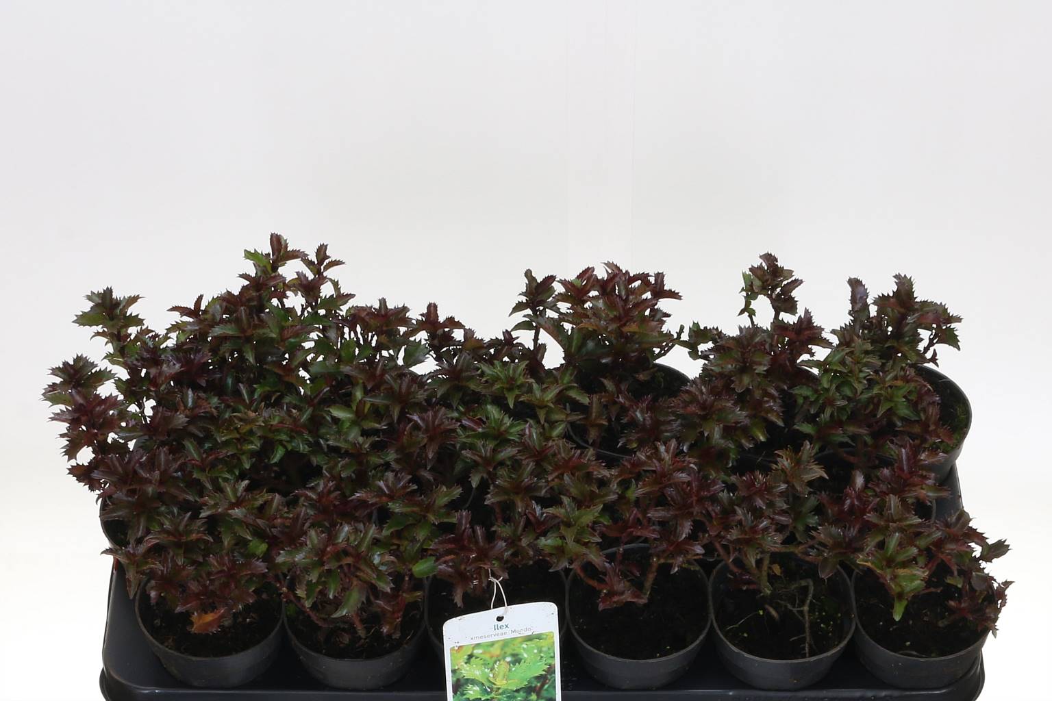 Падуб Другой ( Ilex Other ) W 9,5 см H 20 см