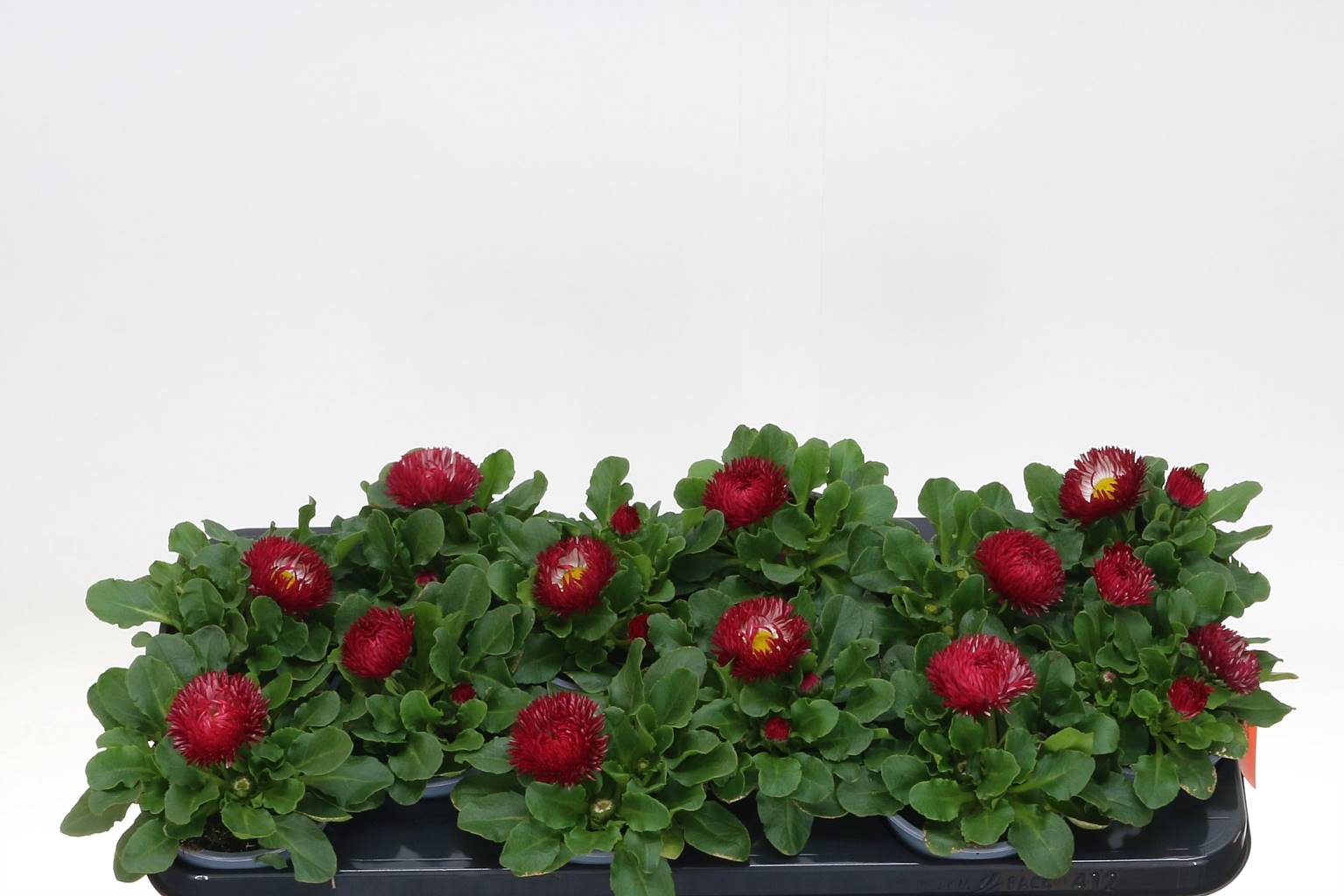 В Бесконечном Красном ( Bellis Perennis Red ) W 10,5 см H 20 см