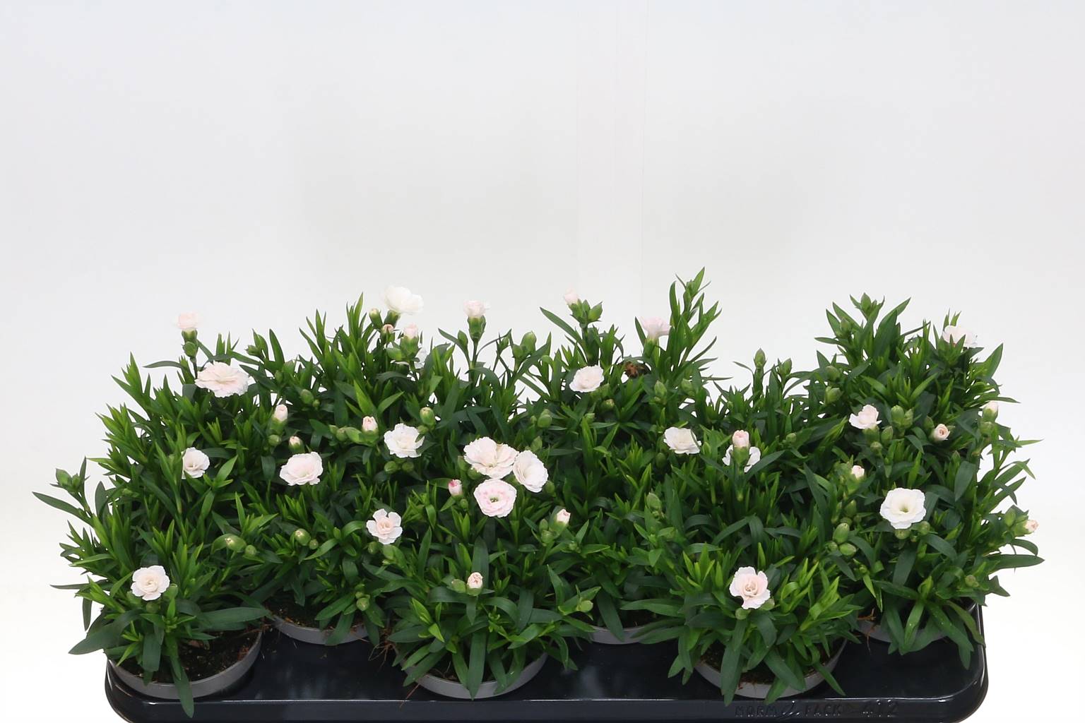 Гвоздика Osc ( Carnation Osc ) W 10,5 см H 21 см