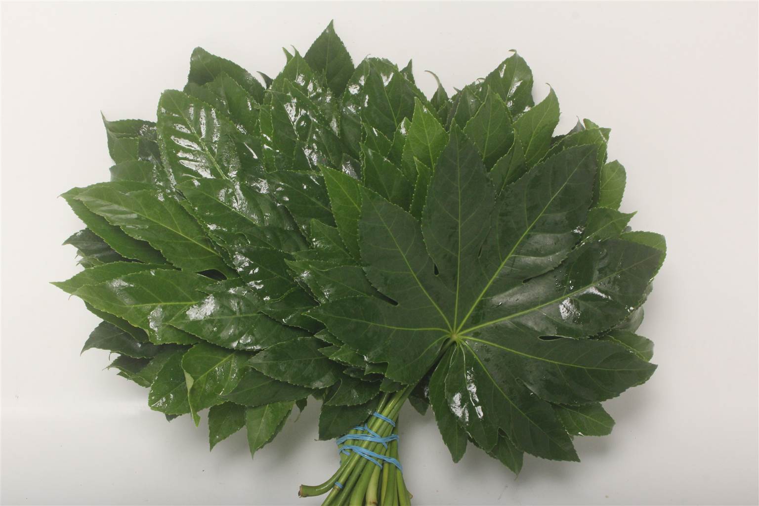 Aralia Medium (Аралия Медиум) В40