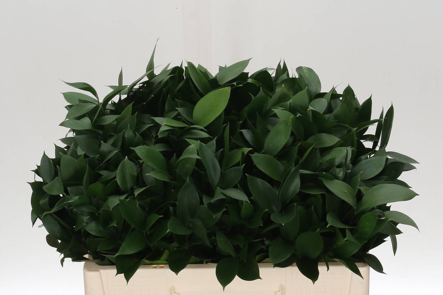Ruscus Hypophyllum (Рускус Гипофилум) В70
