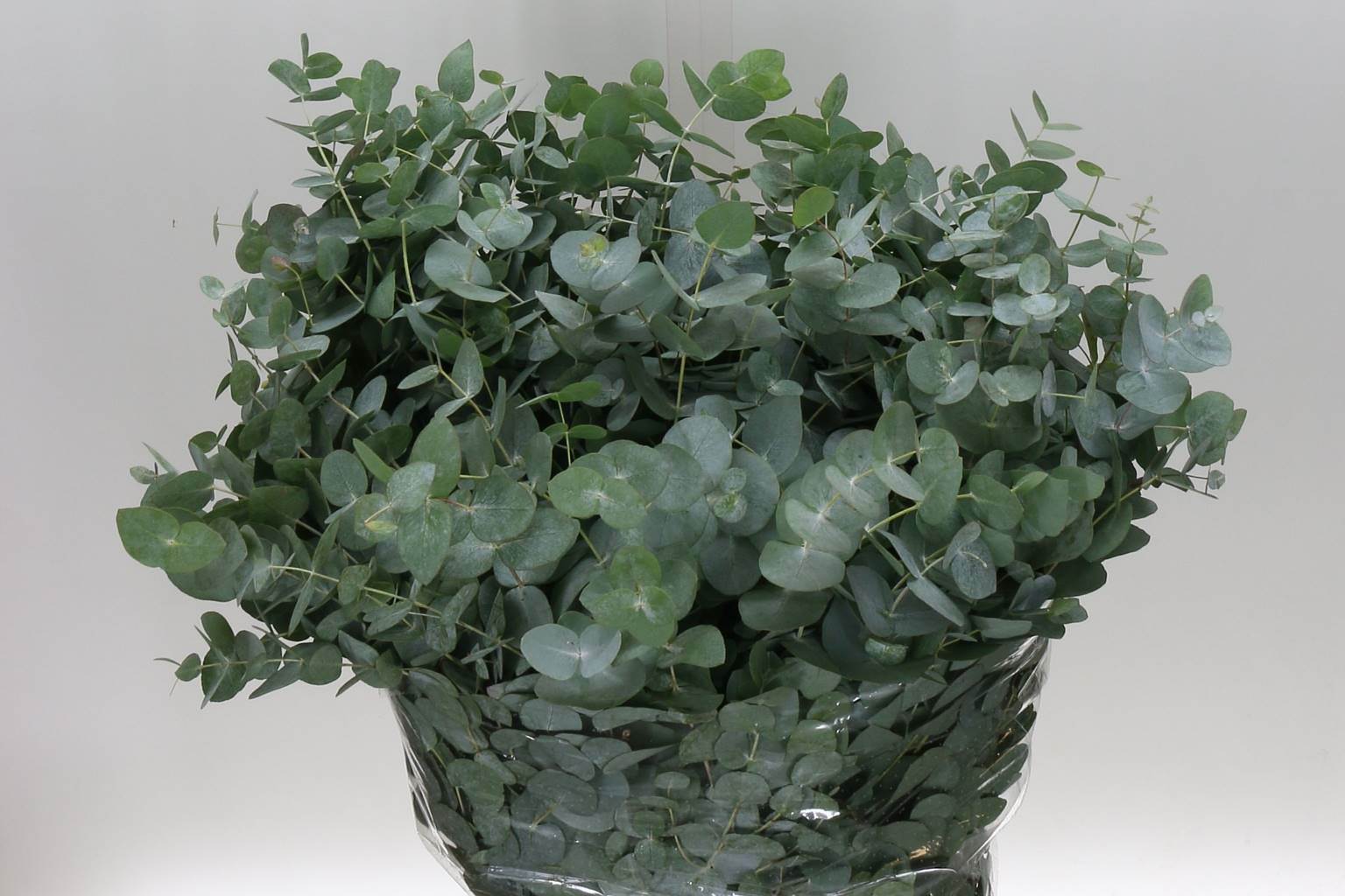 Eucalyptus cinerea (Эвкалипт цинерия) В70