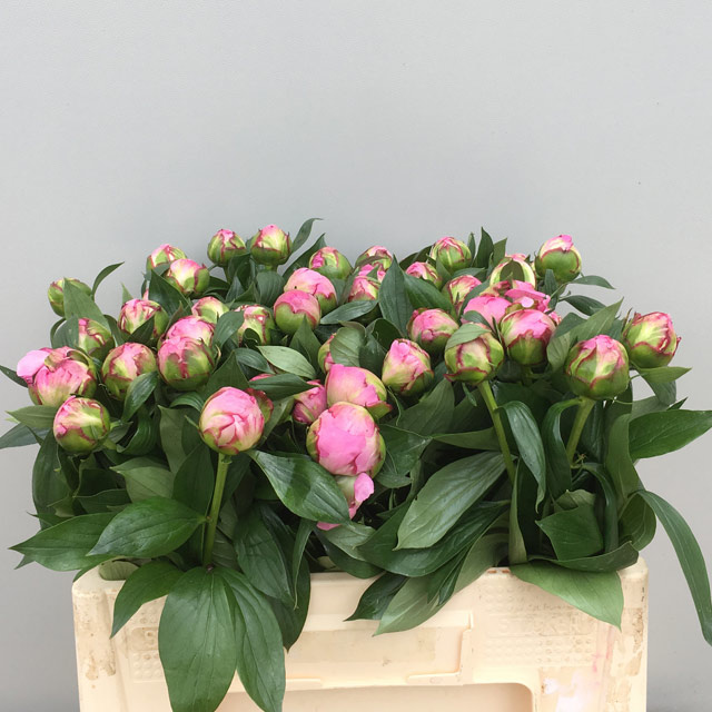 Paeonia L Angel Cheeks (Пион Анжел Чекс) В55