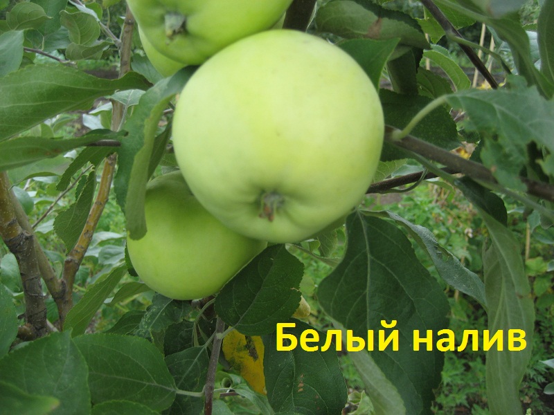 Яблоня Белый налив