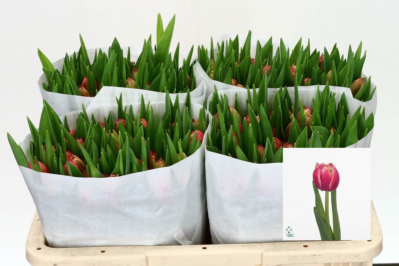 Tulipa Du Columbus (Тюльпан Ду Колумбус) В40