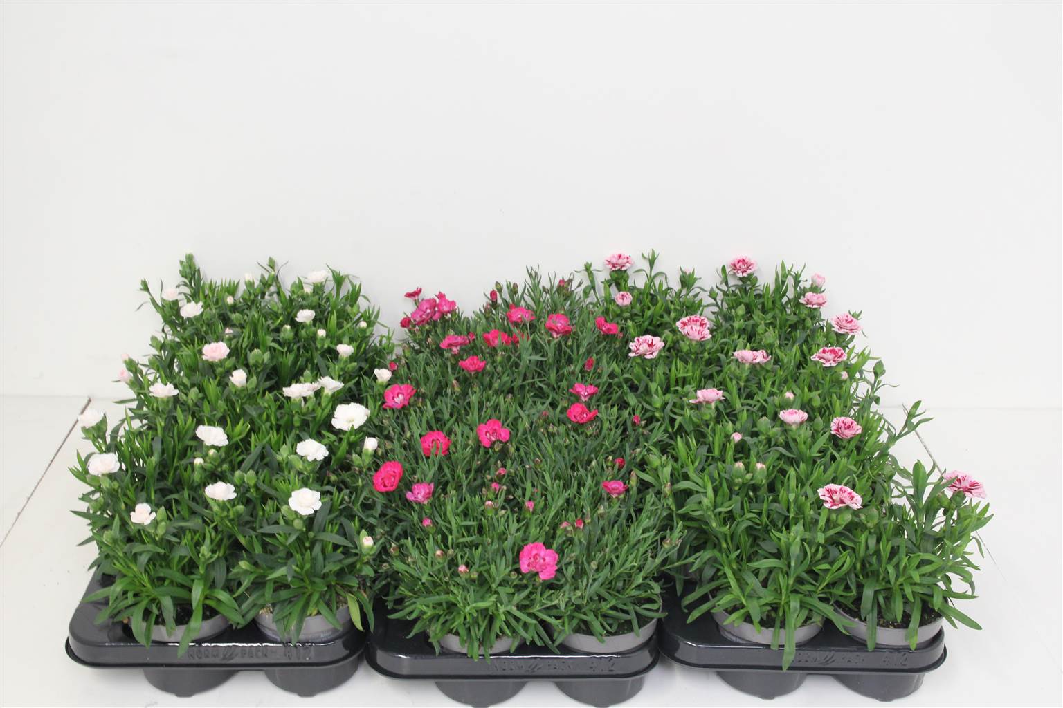 Гвоздика Osc Смешанная ( Carnation Osc Mixed ) W 10,5 см H 21 см