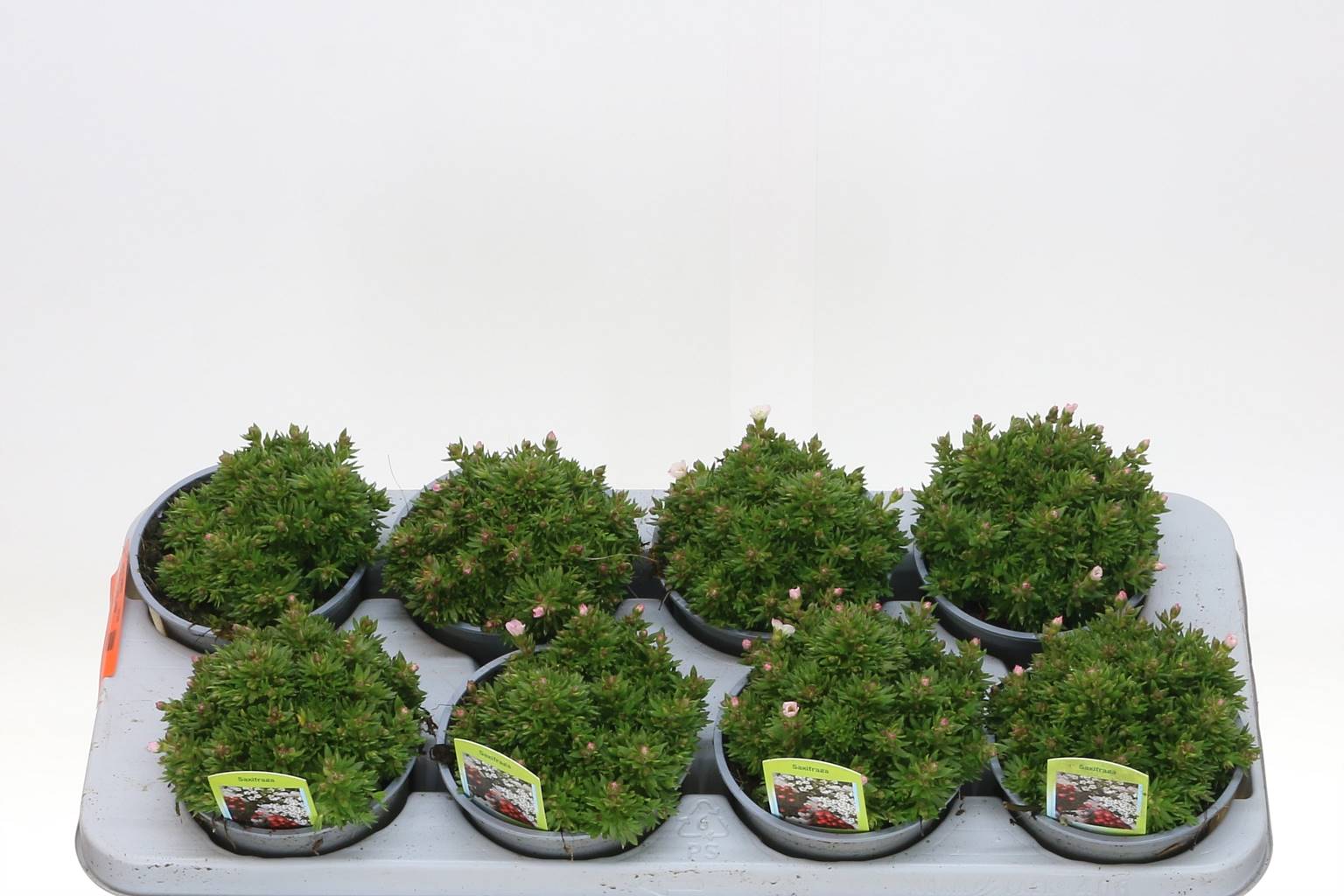 Камнеломка Ар Тур Белая ( Saxifraga Ar Tour White ) W 12 см H 20 см