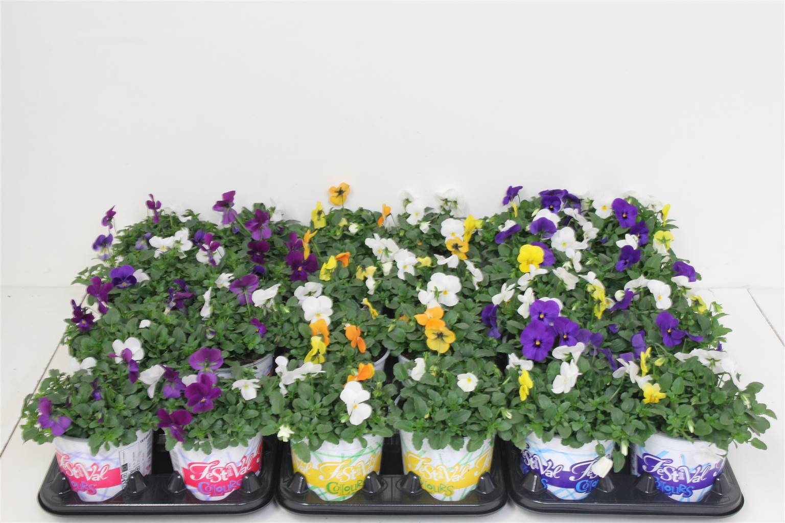 Виола Ко Голубой Карнавал ( Viola Co Blue Carnaval ) W 12 см H 20 см