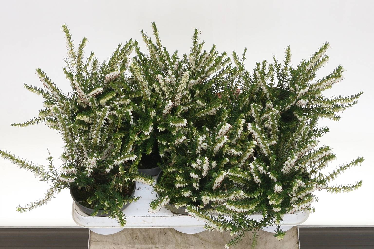 Эрика Да Уайт Совершенна ( Erica Da White Perfec ) W 11 см H 16 см