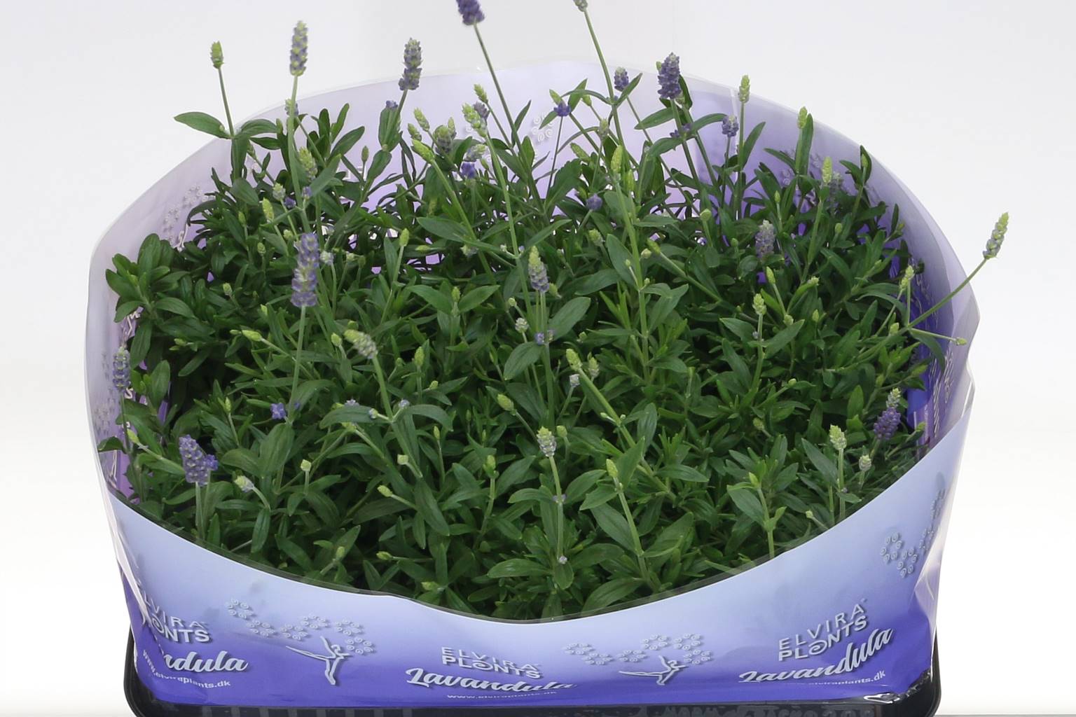 Лавандула Ангус Хидкот ( Lavandula Angus Hidcote ) W 10,5 см H 26 см