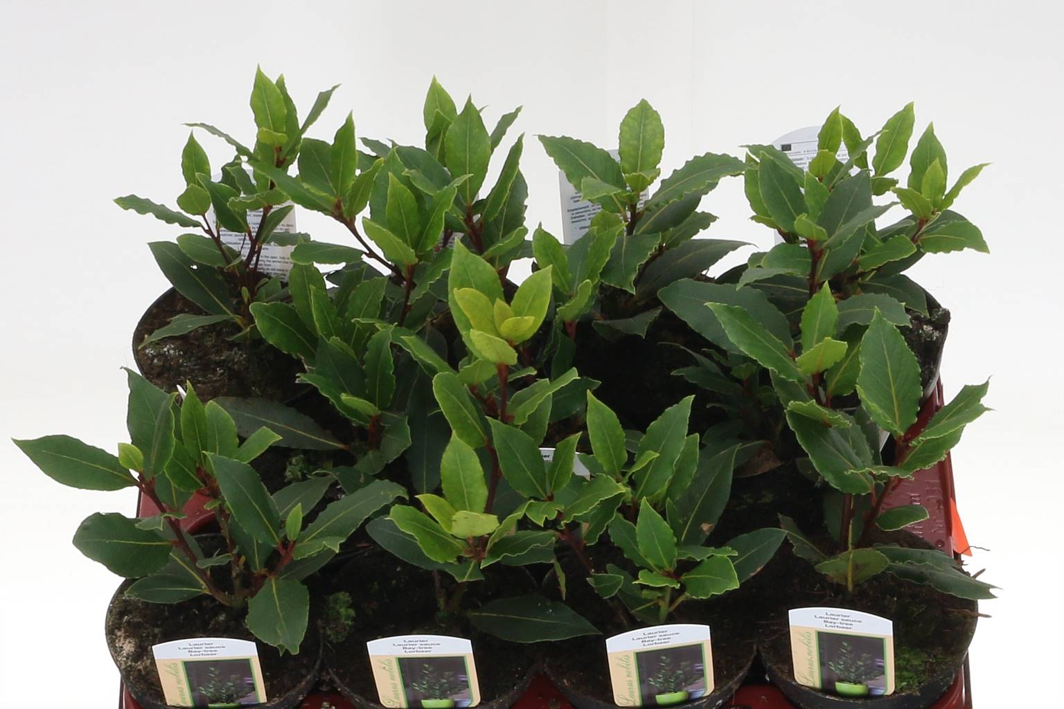 Победа Знаменитого ( Laurus Nobilis ) W 11 см H 25 см