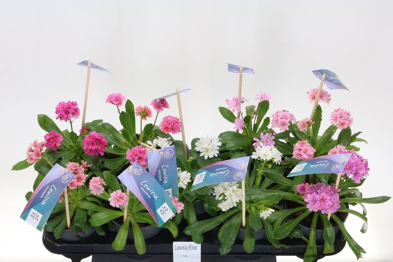 Характеристика Люизии ( Lewisia Cotyledon ) W 12 см H 20 см
