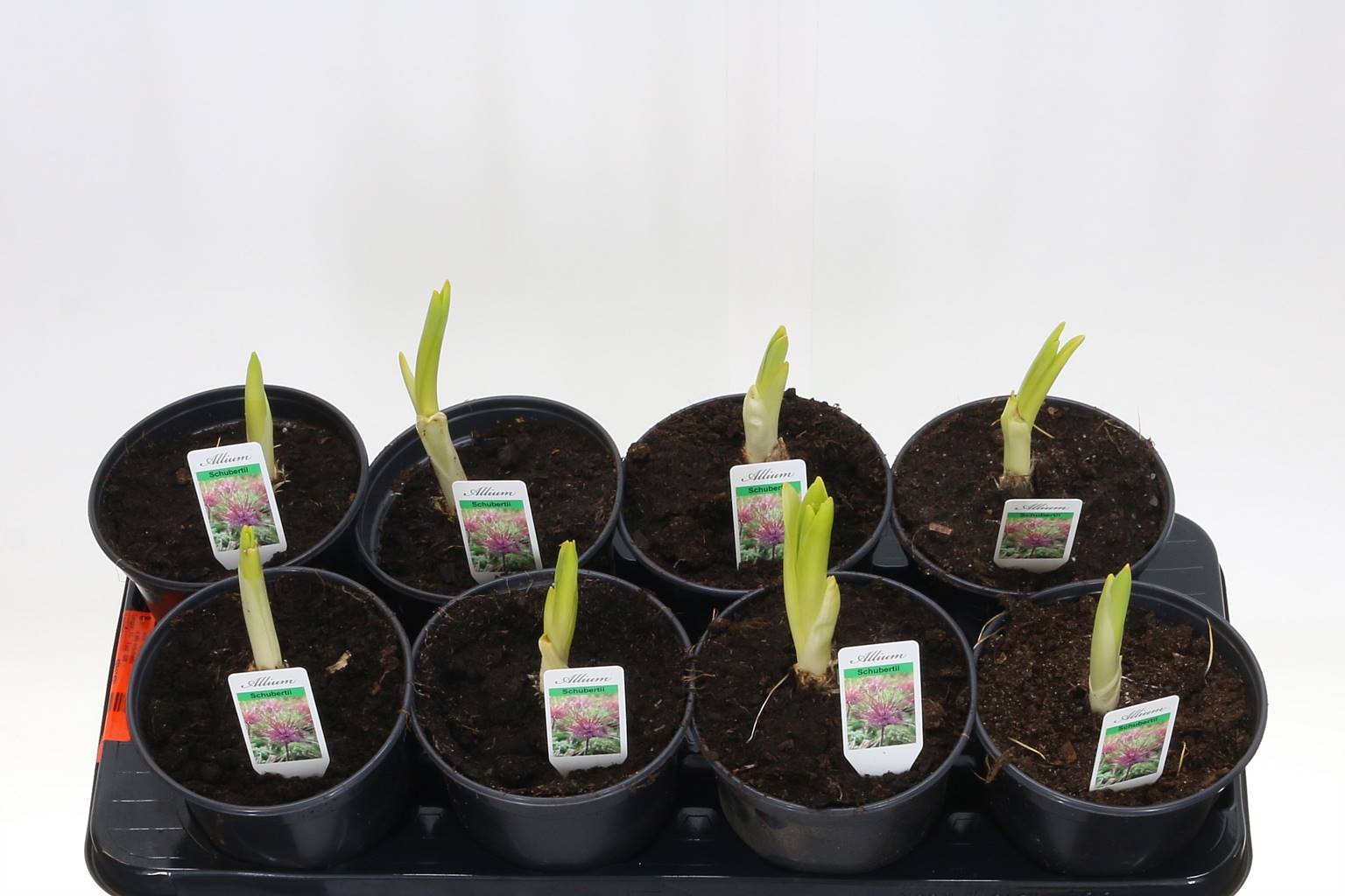 Чеснок Шубертии ( Allium Schubertii ) W 14 см H 23 см