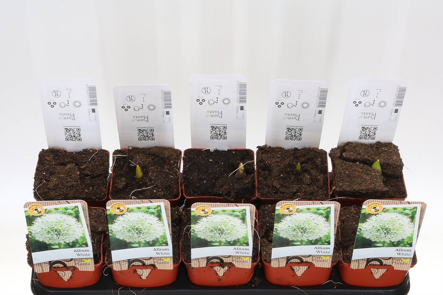 Чесночный Гладиатор ( Allium Gladiator ) W 11 см H 25 см