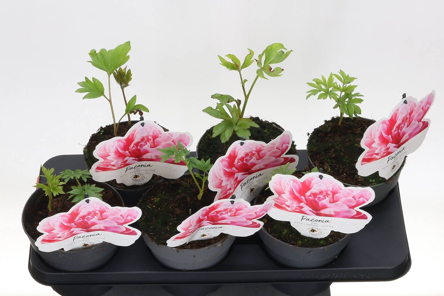 Пион Пола Фэй ( Peony Paula Fay ) W 15 см H 25 см