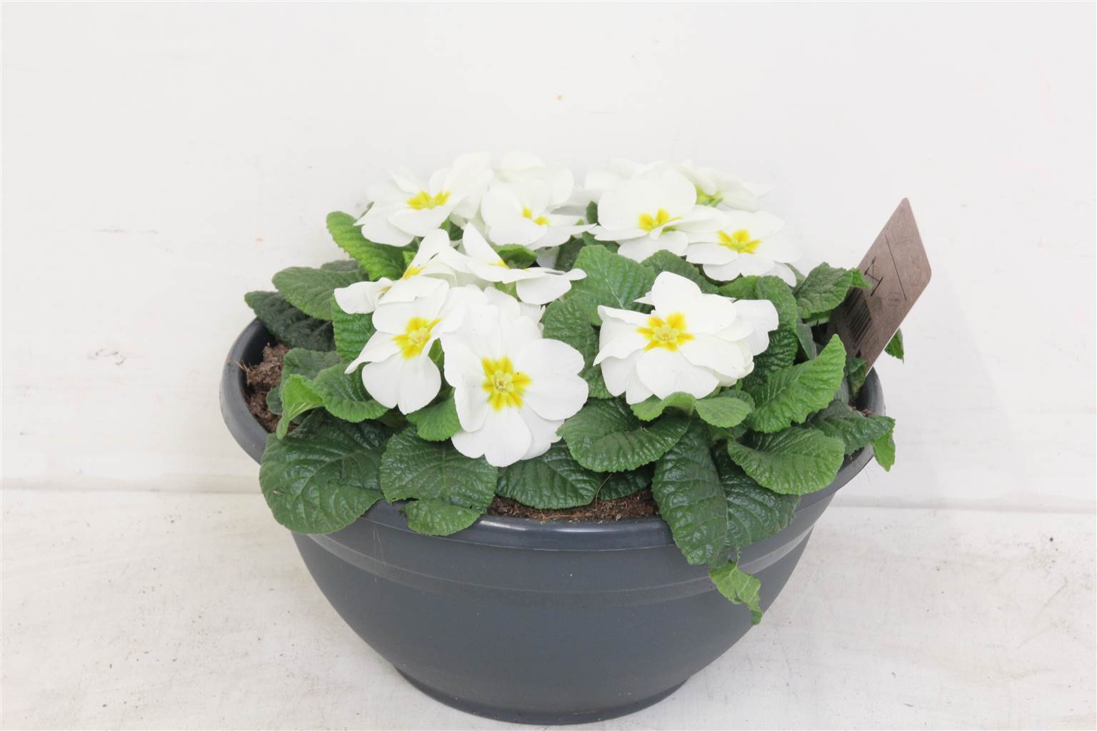 Primula Acaulis остроумный переворот ( Primula Acaulis wit Coup ) W 27 см H 20 см