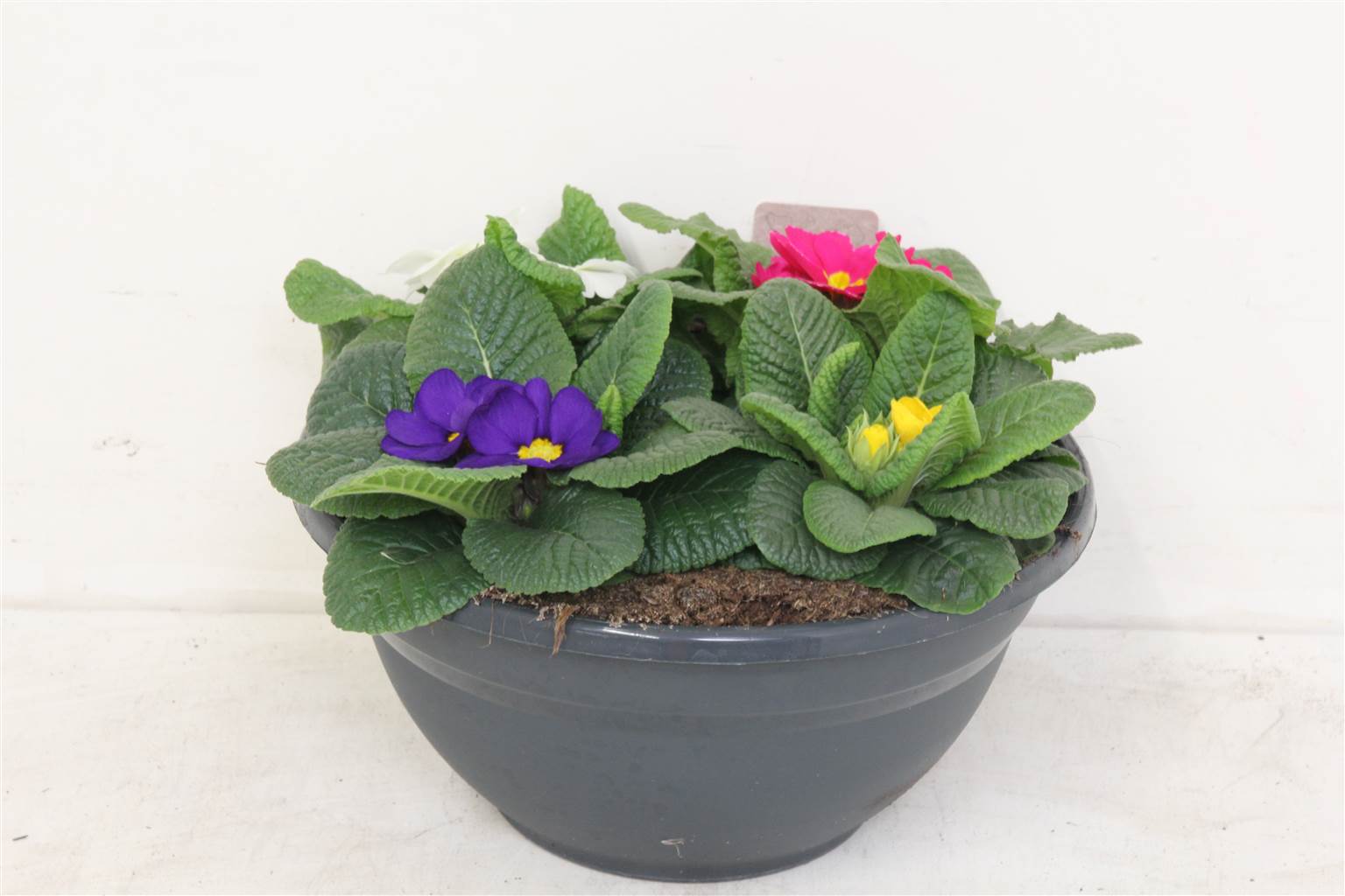 Primula Acaulis Смешанный Смешанный Переворот Pp ( Primula Acaulis Mixed Mixed Pp Coup ) W 27 см H 2