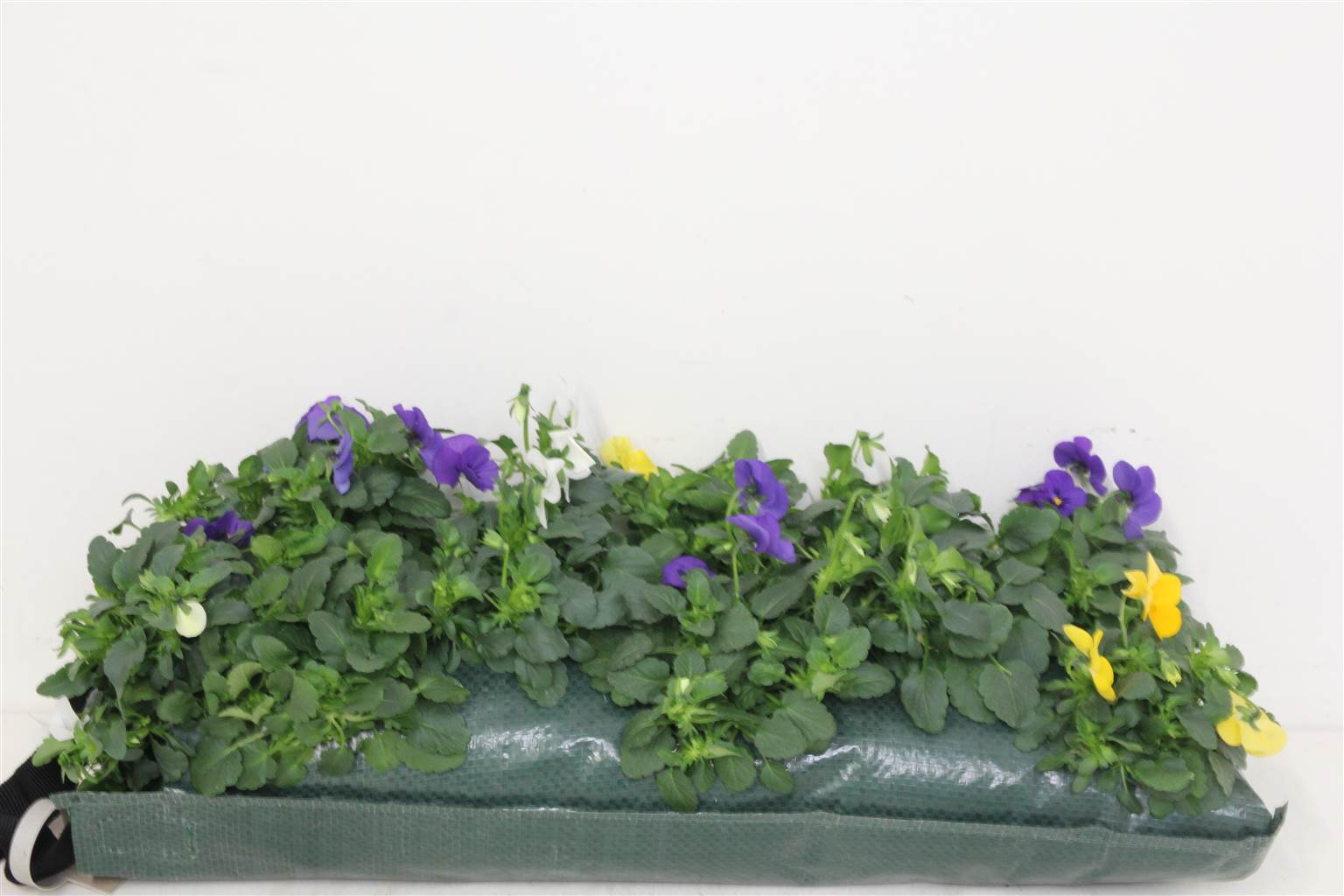 Вешалка для палочек Viola Cornuta ( Viola Cornuta Wand Hanger ) W 50 см H 25 см