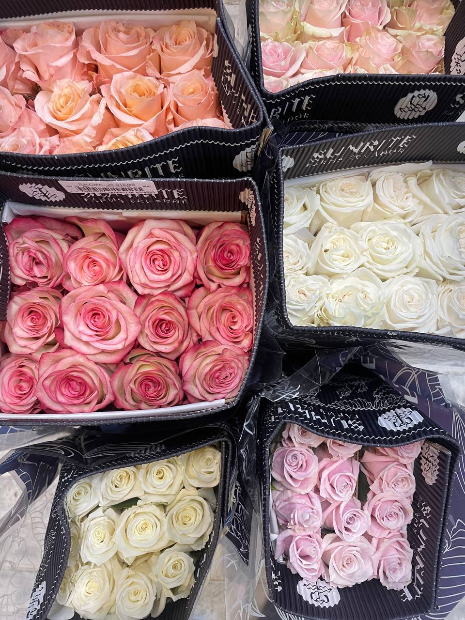 Rosa MIX (Роза Микс ) В40 SUNRITE