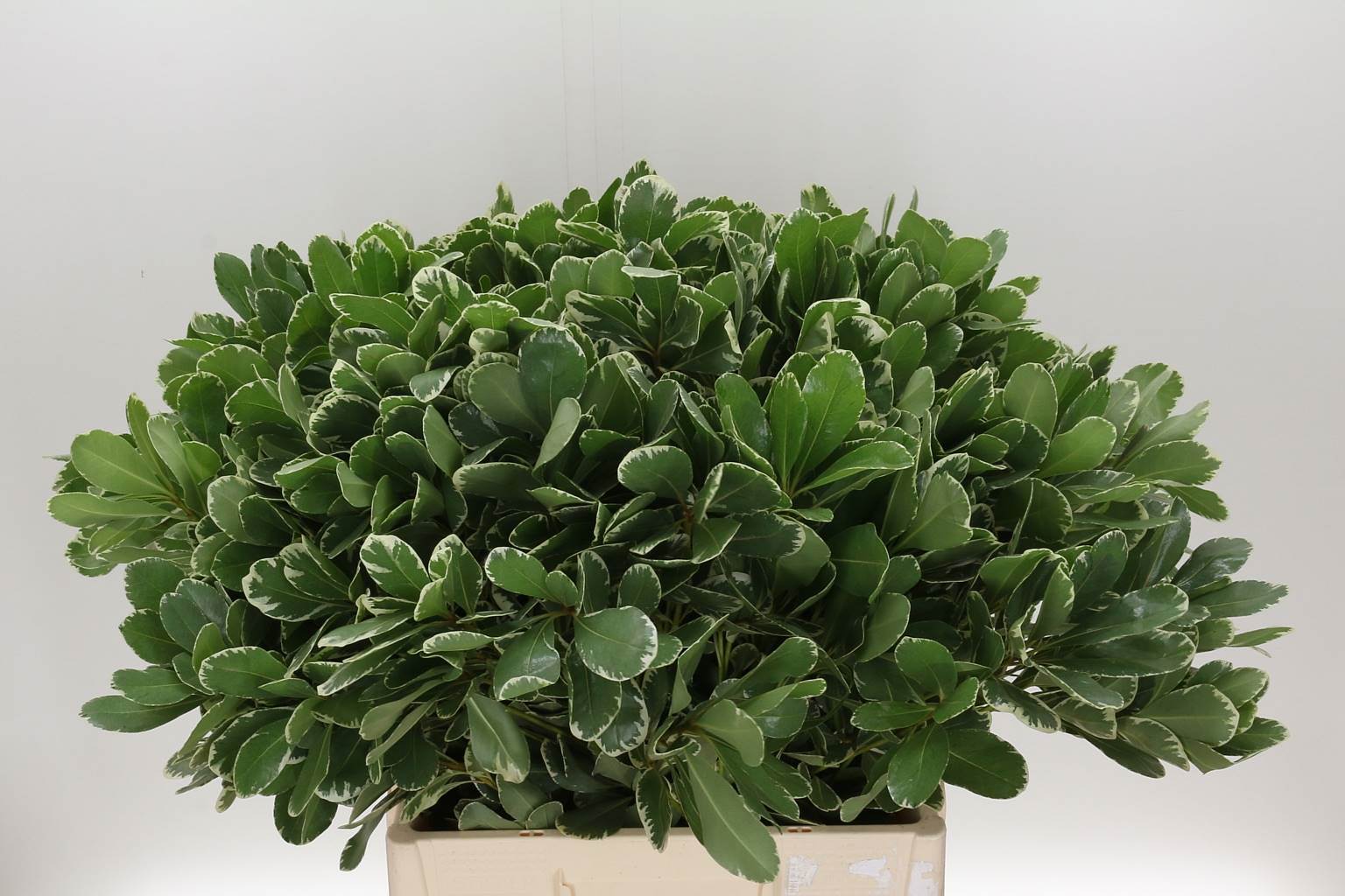 Pittosporum ilan (Питтоспорум Илан) В40