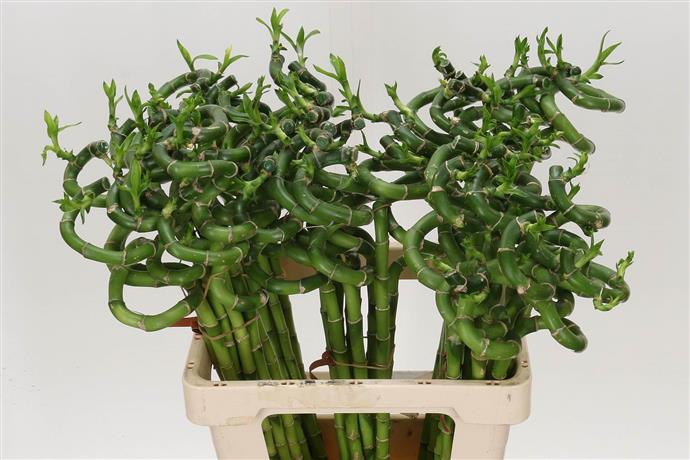 Dracaena Lucky Bamboo (Драцена Лаки Бамбук Спираль) В90