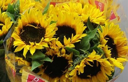 Helianthus sunrich orange(Подсолнух санрич оранж) В60