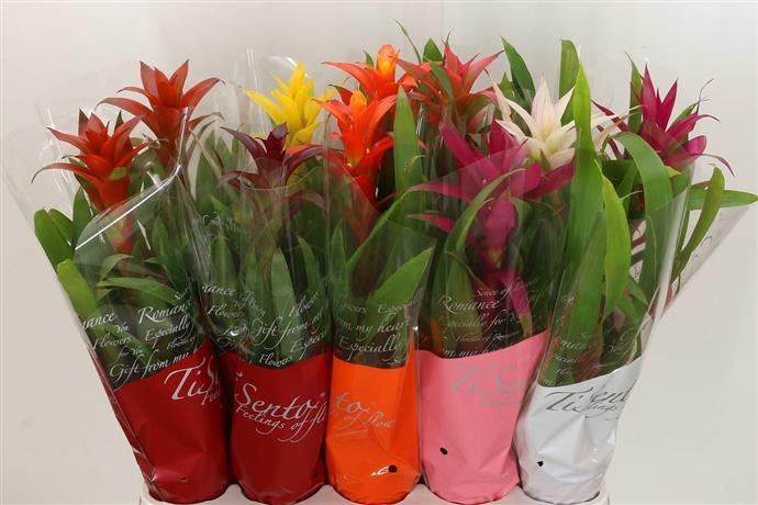 Guzmania Gemengd (Гузмания Геменд) В12