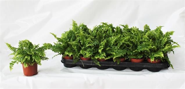 Nephrolepis Ex Boston Bell (Нефролепсис Бостон Белл) В12