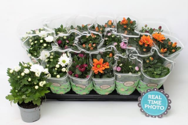 Chrysanthemum mix (Хризантема Микс) В12